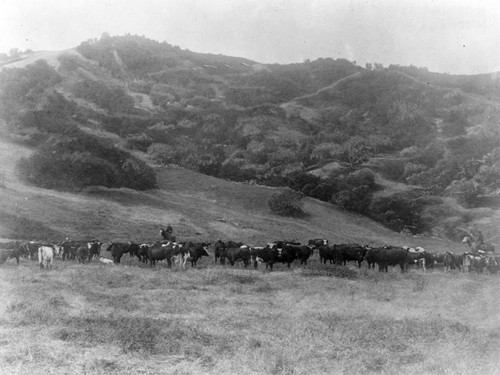 Cattle ranching in San Fernando Valley