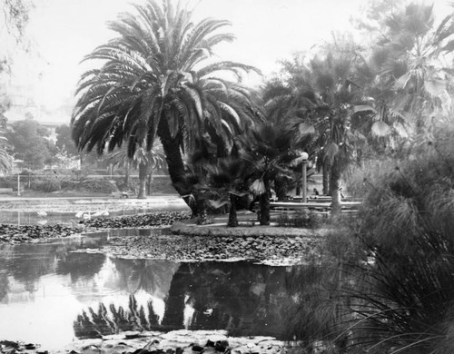 Lake scene with palm trees in Echo Park