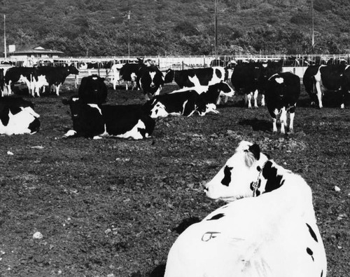 Cattle in dairy farm feedlot