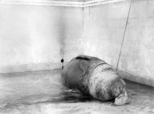 Sea elephant in empty pool