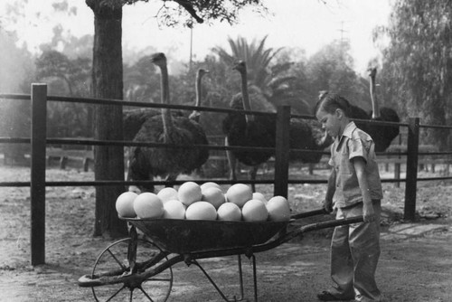 Ostrich eggs