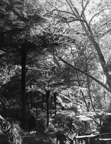 Man standing among the ferns in Fern Dell