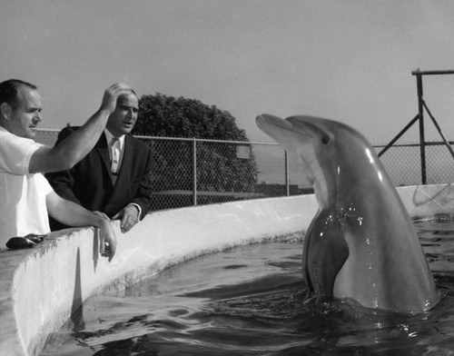 Porpoise show at Marineland