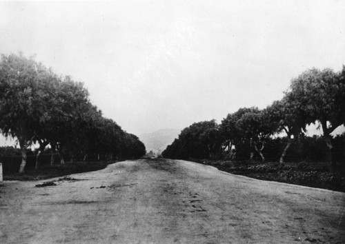 Pepper trees on Sunset Boulevard at Wilcox