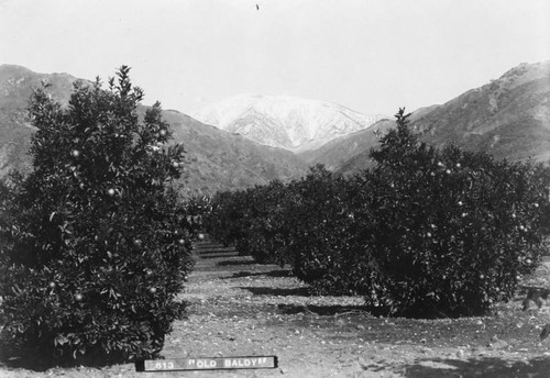 Orange grove in Pomona