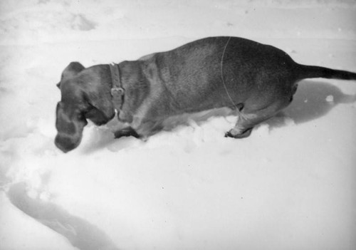 Big Pines Recreation Camp, dachshund digging in the snow