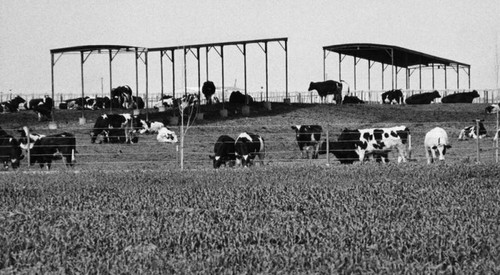 Cattle in dairy farm feedlot