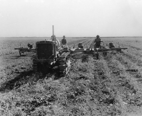 Harvesting beans