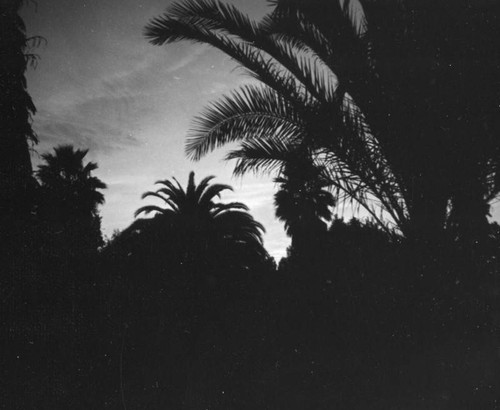 Palm trees at Sunset