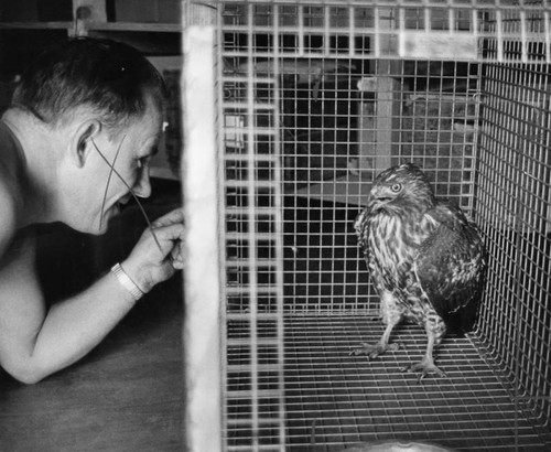 Rare Golden Eagle gets wing repaired