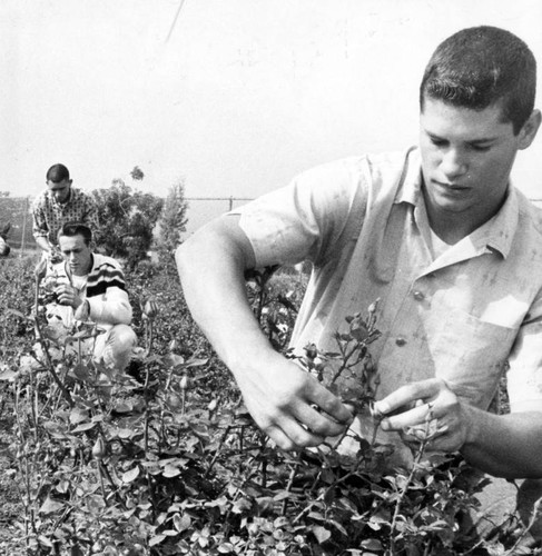 Valley schools teach farming