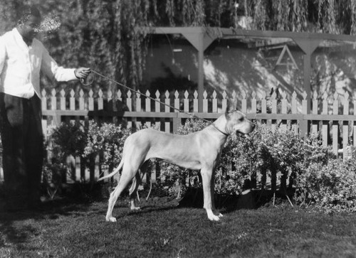 A Great Dane, view 2