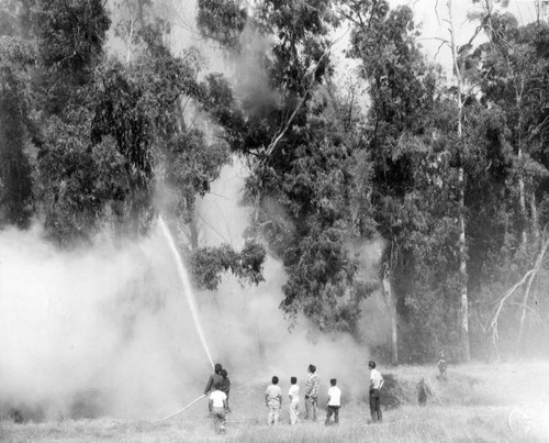 Windbreak saved from flames