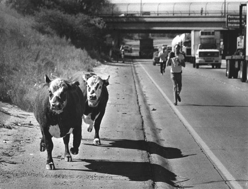 Cattle escaped from overturned truck on the Golden Sate Freeway