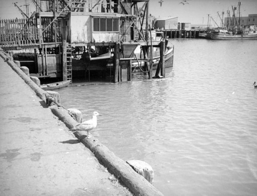 Fish Harbor at Terminal Island