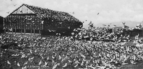 L. A. Pigeon Farm