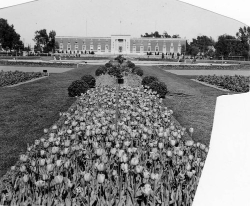 Tulips at Exposition Park