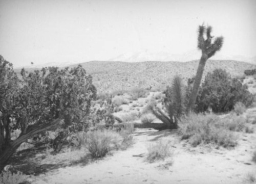 Joshua tree shoots, Mojave Desert