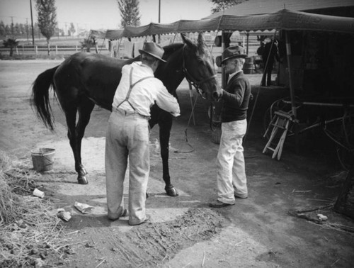 Two men examine a horse at Los Angeles County Fair