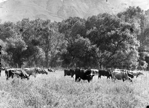 Cattle grazing