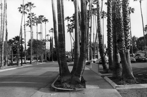 Palm-tree lined street, Tarzana