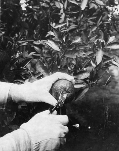 Harvesting oranges