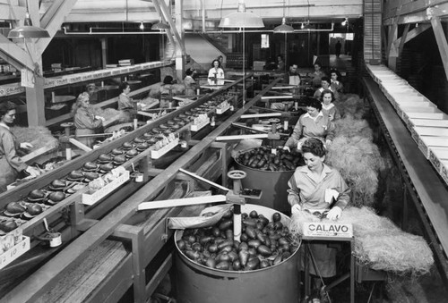 Avocado packing plant