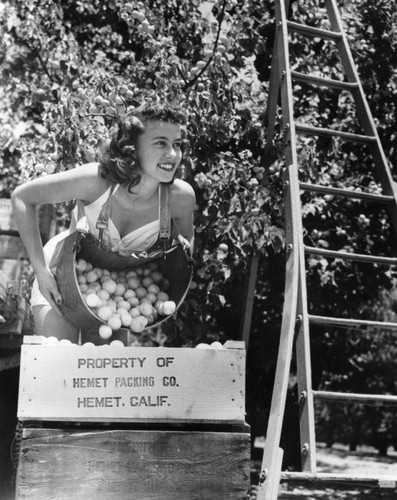 Nectarine picking in Hemet