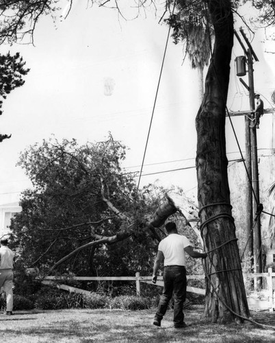 Falling tree limb crashes onto power lines