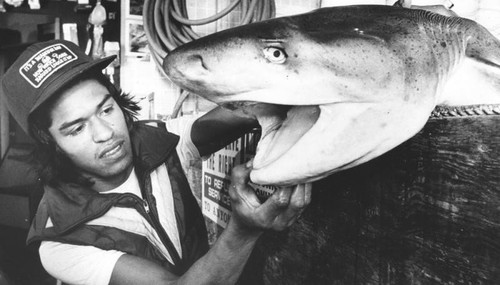 Shark from colder climates caught off Venice Pier