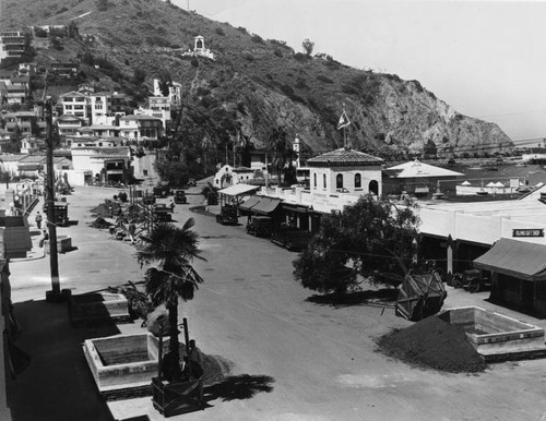 Catalina tree planting