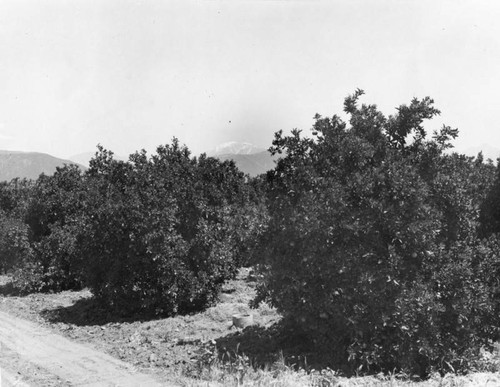 Claremont orange grove