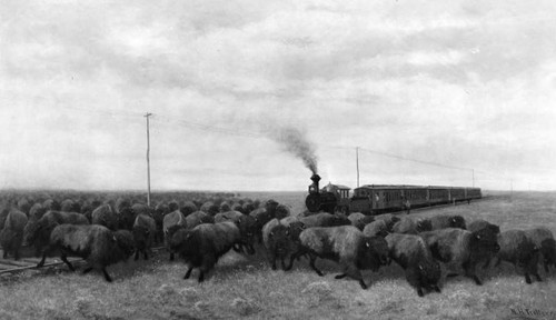 Bison running from train