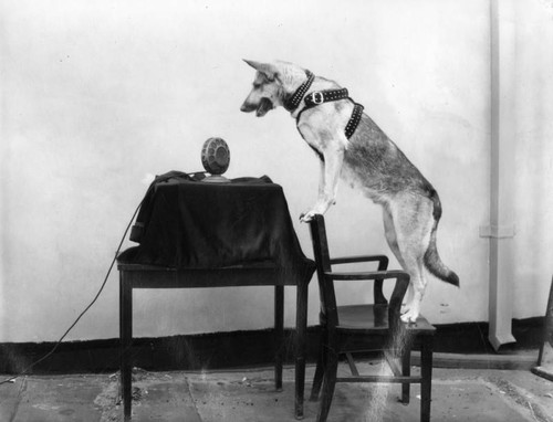 Singing and talking dog, view 1