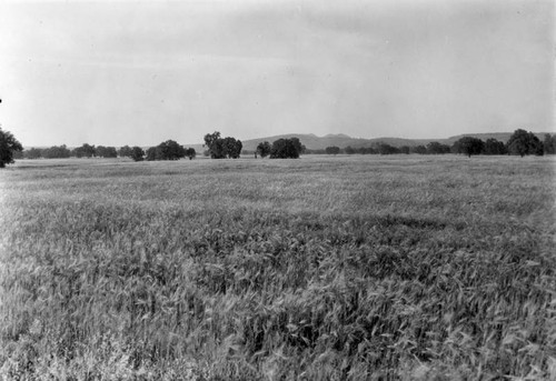 Wheat field in Sacramento