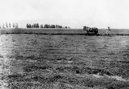 Mowing alfalfa