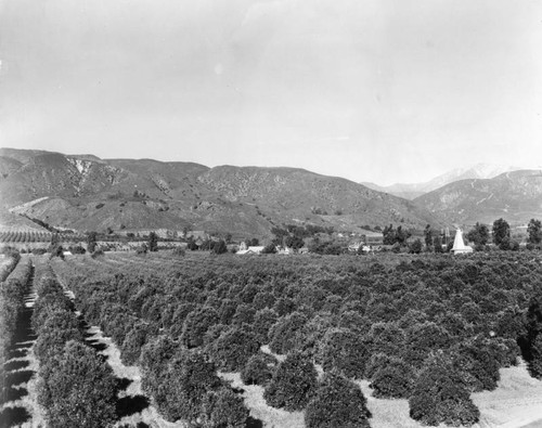 View of orange groves