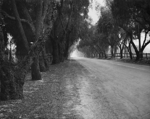 Road at Santa Anita Ranch