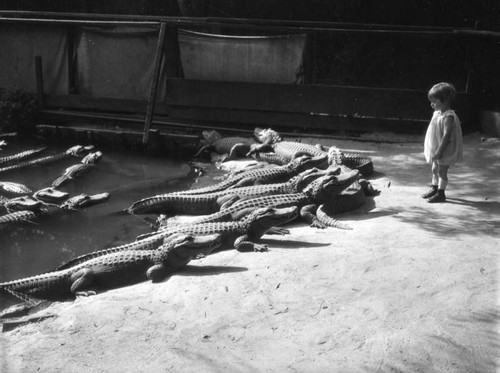 Baby with alligators