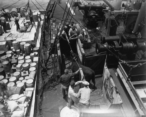 Devon bull "Deputy Paymaster" loading on S.S. City of Panama