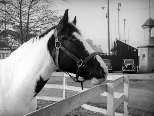 King the trick horse at the Breakfast Club Stables