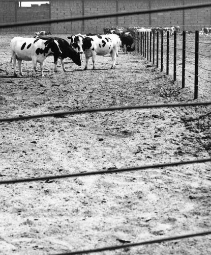 Dairy cattle in a feedlot