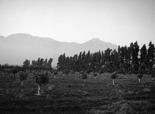 Orange grove and mountains