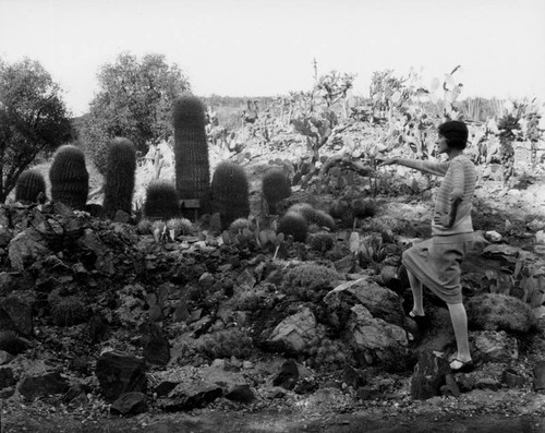 Cacti in California Botanical Garden