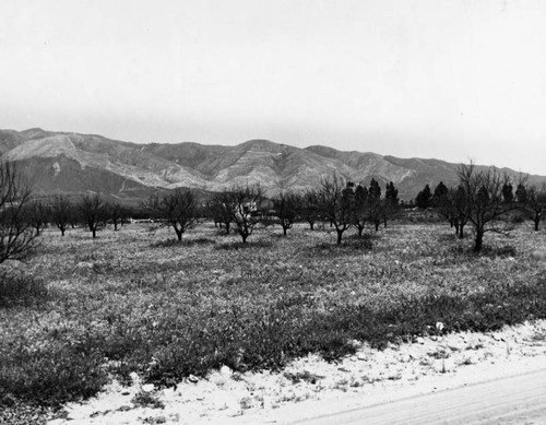 Little Rock pear orchard