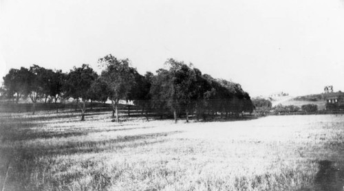 Olive orchard at Bonadiman farm