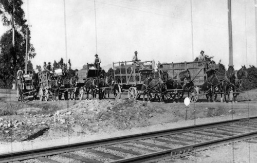 Horse drawn carriges in Santa Paula