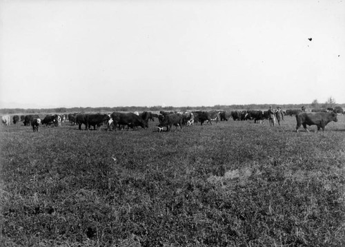 Beef cattle grazing