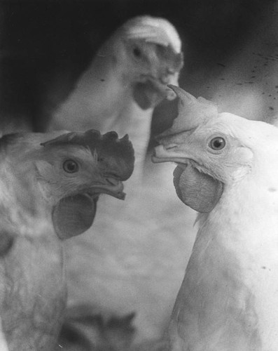 Chickens at La Brea Tar Pits