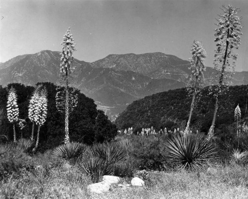 Big Tujunga Wash sparkles with brilliance of yucca plants